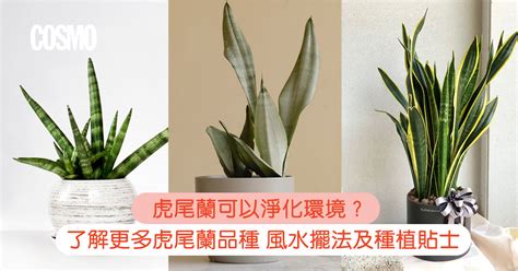 虎尾蘭室內風水|【虎尾蘭風水】虎尾蘭風水指南：招財旺運、避厄除煞